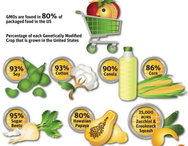 Dangers Of GMOs